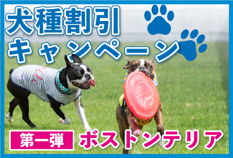 犬種割引キャンペーンのお知らせ【第一弾：ボストンテリア】