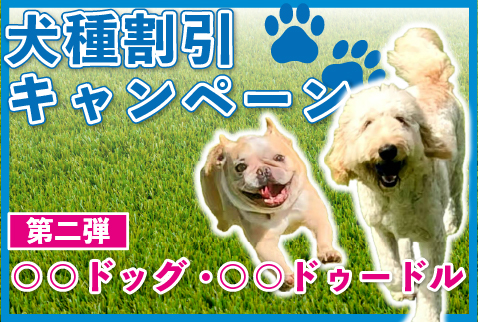 犬種割引キャンペーンのお知らせ【第二弾：〇〇ドッグ・〇〇ドゥードル】